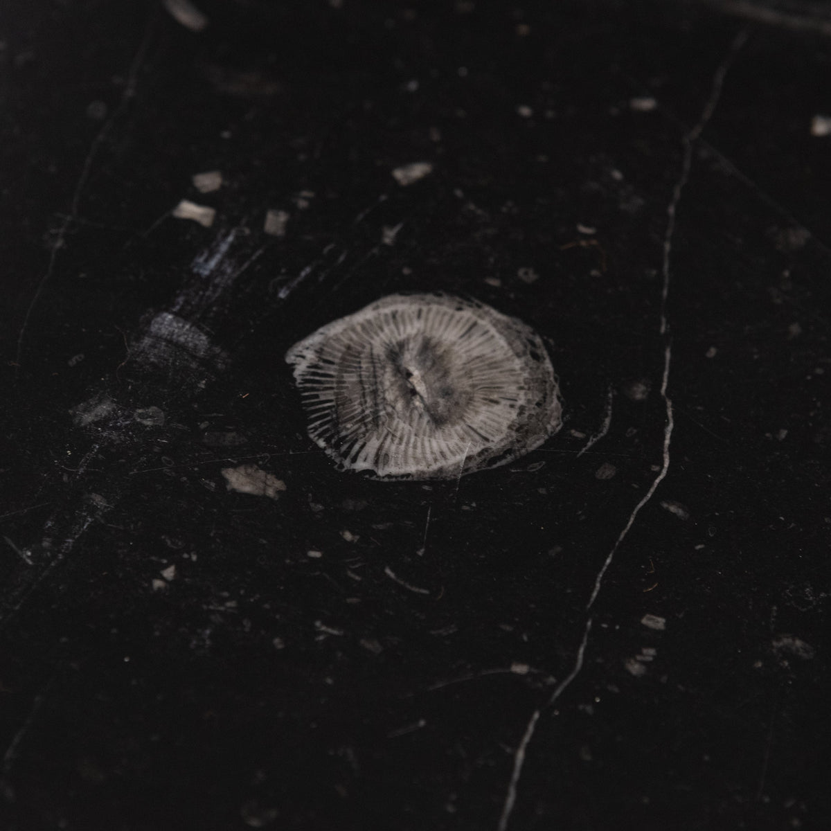 Antique Georgian Belgian Black Marble Fire Surround | Pair Available